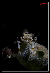 Hello all , this is my 1st post and would like to seek fo... by Ken Keong 